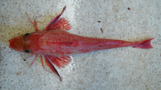 奎氏绿鳍鱼(Chelidonichthys queketti)