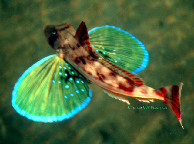 棘绿鳍鱼(Chelidonichthys spinosus)