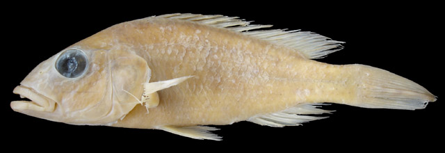 细穴丽鱼(Chetia gracilis)