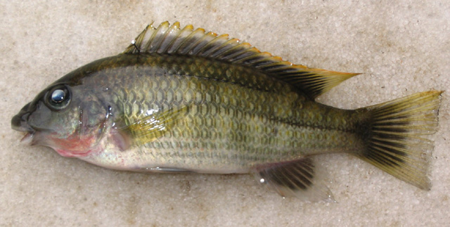 杜氏大唇丽鱼(Chilochromis duponti)