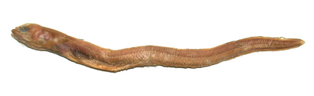 菲律宾大唇康吉鳗(Chiloconger philippinensis)