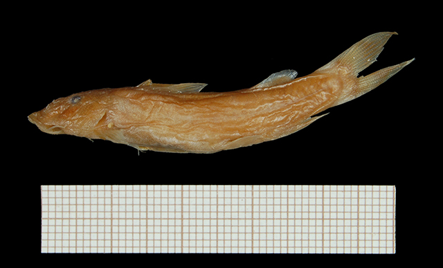 安戈尔盘唇鲿(Chiloglanis angolensis)