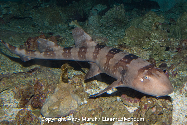 条纹斑竹鲨(Chiloscyllium plagiosum)