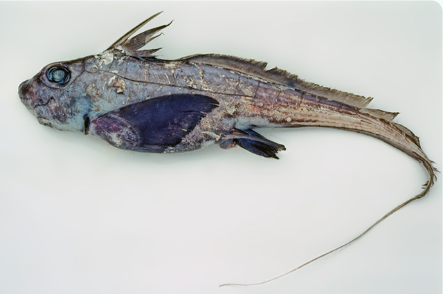 黄褐银鲛(Chimaera fulva)