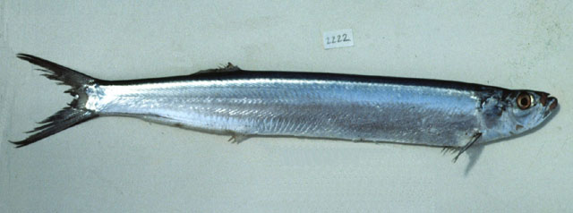 宝刀鱼(Chirocentrus dorab)