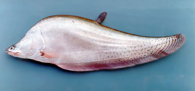白氏铠弓鱼(Chitala blanci)