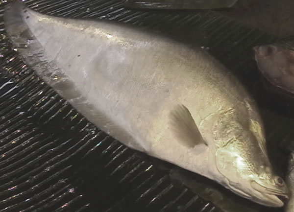 铠弓鱼(Chitala chitala)