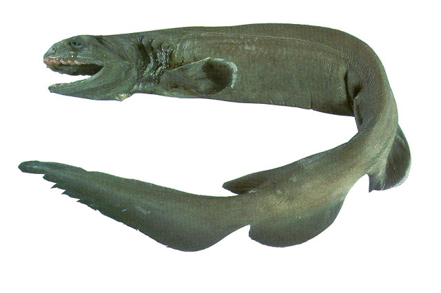 皱鳃鲨(Chlamydoselachus anguineus)