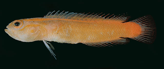 金软雀鲷(Chlidichthys auratus)