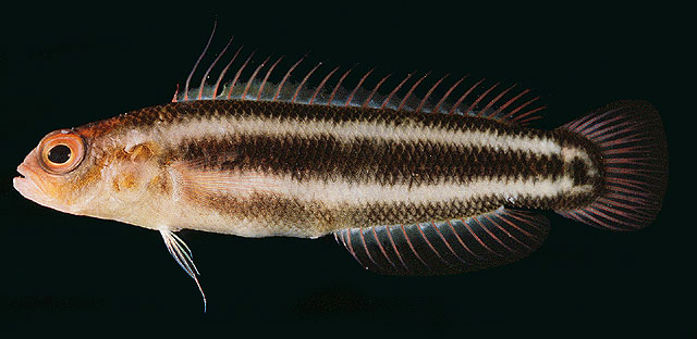 红额软雀鲷(Chlidichthys bibulus)