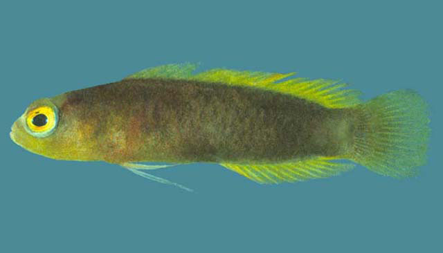 查戈斯岛软雀鲷(Chlidichthys chagosensis)