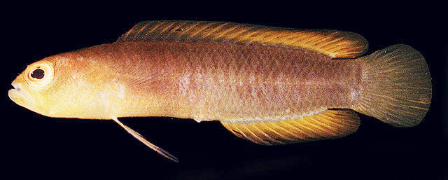 丑软雀鲷(Chlidichthys inornatus)