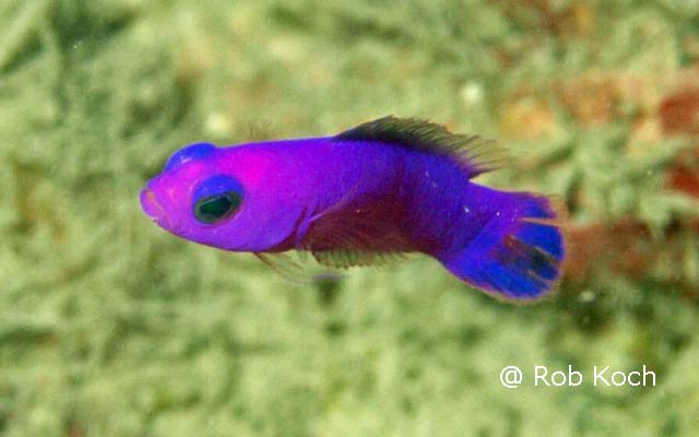 紫体软雀鲷(Chlidichthys johnvoelckeri)