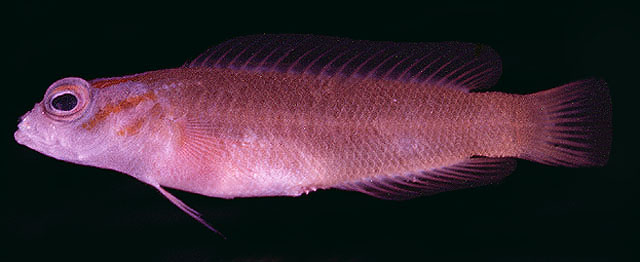 兰氏软雀鲷(Chlidichthys randalli)