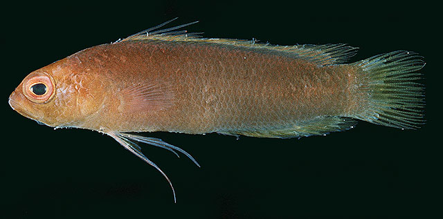 红头软雀鲷(Chlidichthys rubiceps)