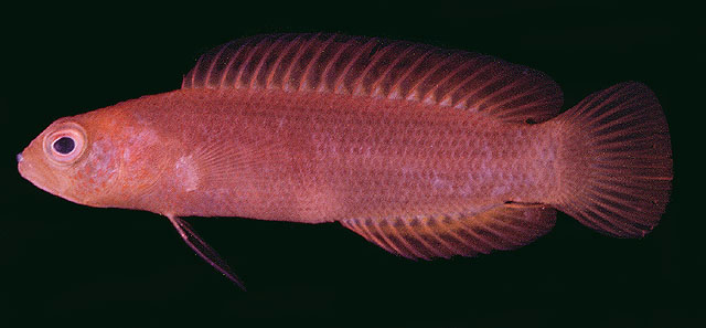 斯氏软雀鲷(Chlidichthys smithae)