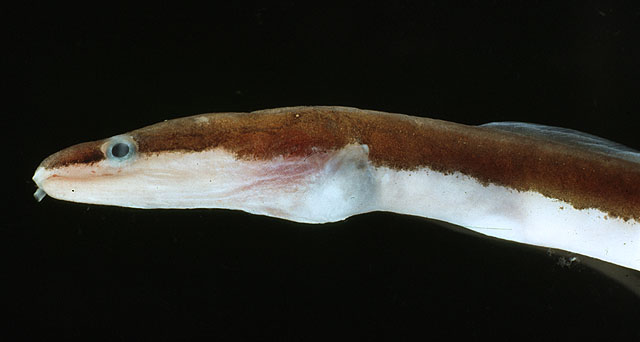 双色草鳗(Chlopsis bicolor)