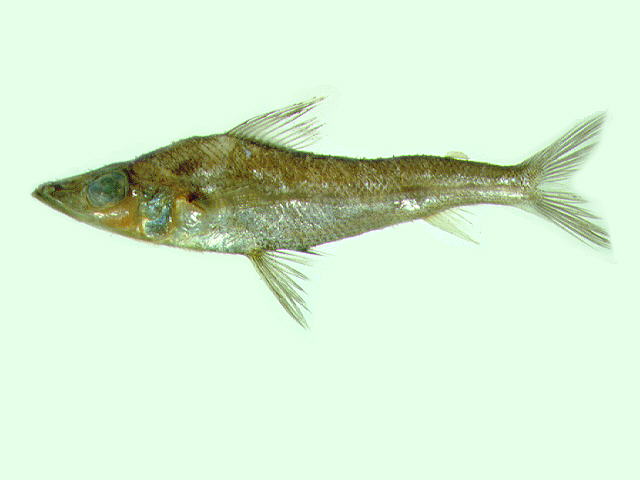 尖额青眼鱼(Chlorophthalmus acutifrons)