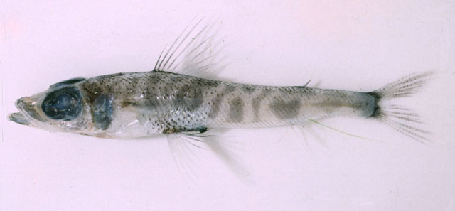 尖吻青眼鱼(Chlorophthalmus agassizi)