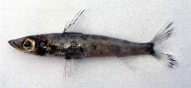 北域青眼鱼(Chlorophthalmus borealis)