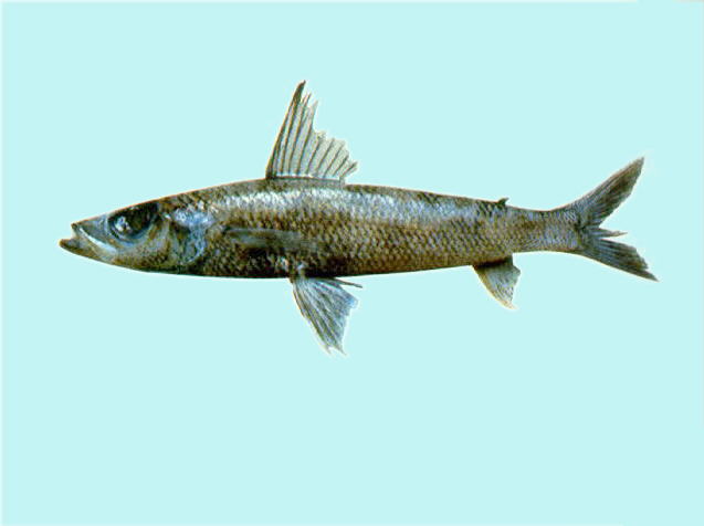 黑缘青眼鱼(Chlorophthalmus nigromarginatus)