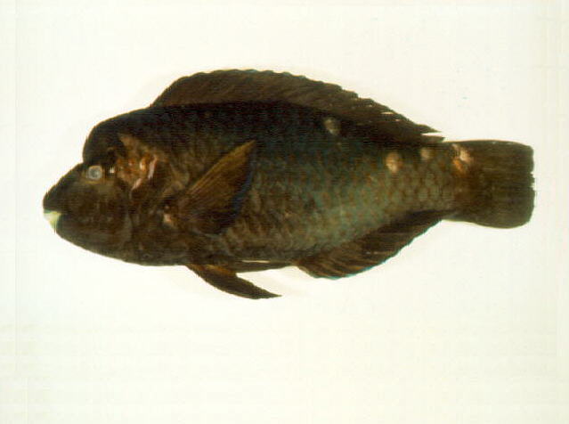 瘤绿鹦嘴鱼(Chlorurus oedema)