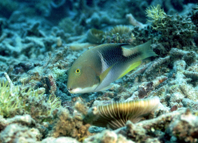鞍斑猪齿鱼(Choerodon anchorago)