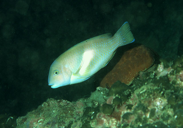 蓝猪齿鱼(Choerodon azurio)