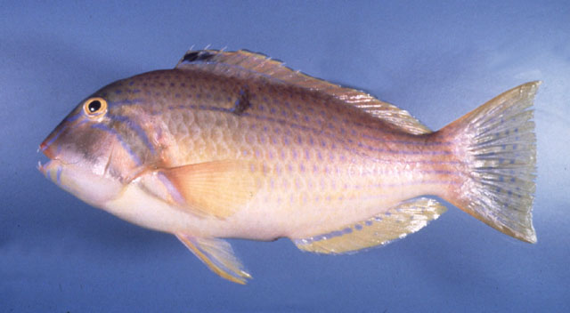 蓝点猪齿鱼(Choerodon cauteroma)