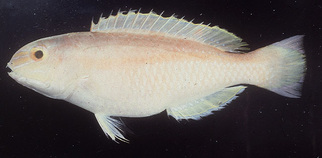 菲律宾猪齿鱼(Choerodon margaritiferus)
