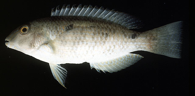 少棘猪齿鱼(Choerodon oligacanthus)