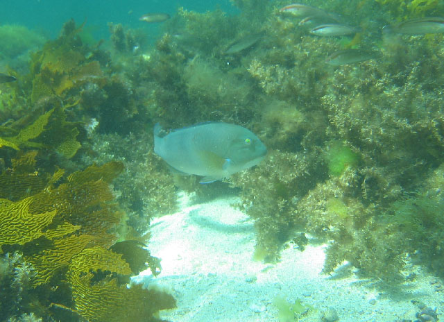 隆额猪齿鱼(Choerodon rubescens)