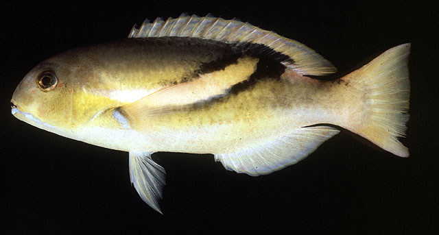 腰纹猪齿鱼(Choerodon zosterophorus)