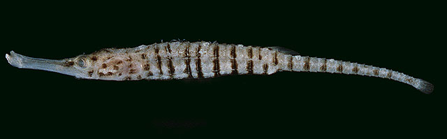 带纹猪海龙(Choeroichthys cinctus)