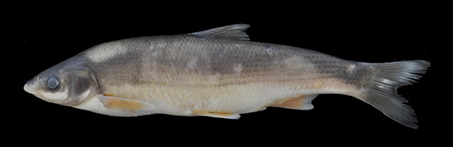 土耳其软口鱼(Chondrostoma beysehirense)
