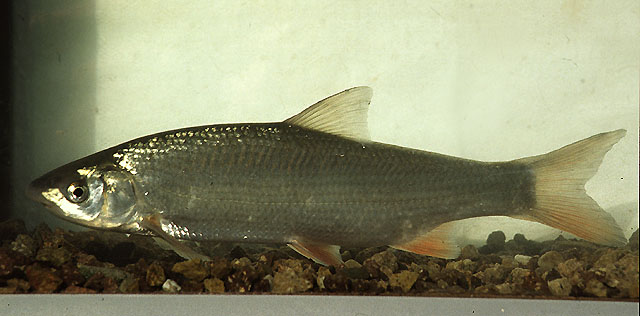 大鼻软口鱼(Chondrostoma nasus)