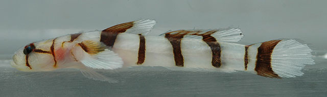 楔形双鳞塘鳢(Chriolepis cuneata)