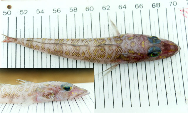 绿尾低线鱼(Chrionema chlorotaenia)