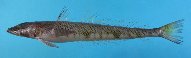少鳞低线鱼(Chrionema furunoi)
