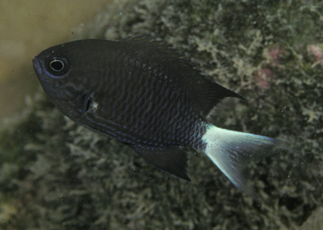 墨体光鳃鱼(Chromis abrupta)