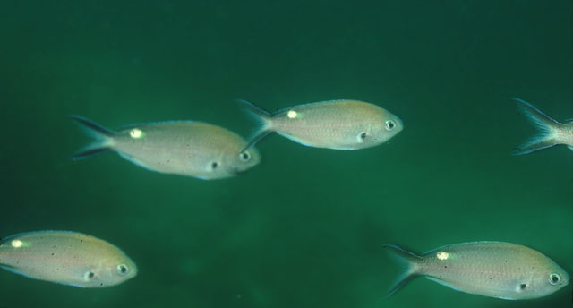 岩礁光鳃鱼(Chromis atrilobata)