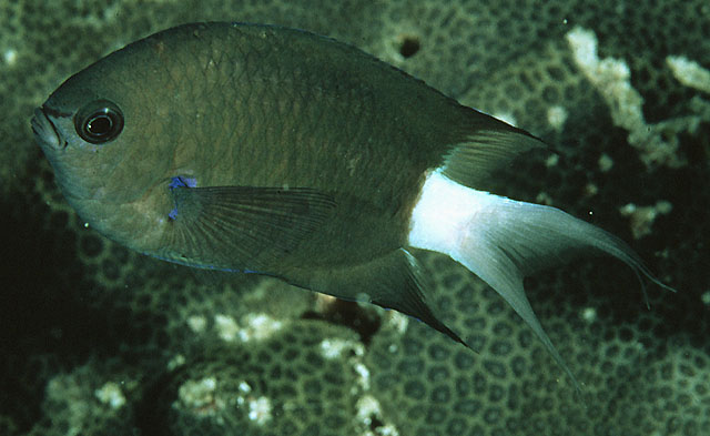 大尾光鳃鱼(Chromis caudalis)