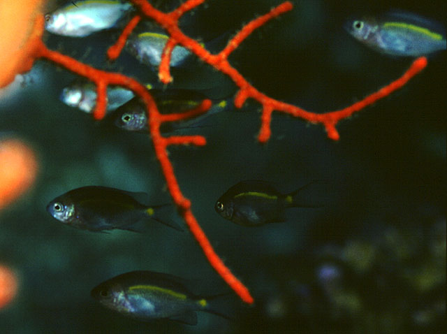 灰光鳃鱼(Chromis cinerascens)