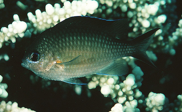 阿拉伯光鳃鱼(Chromis flavaxilla)