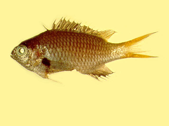 黄斑光鳃鱼(Chromis flavomaculata)