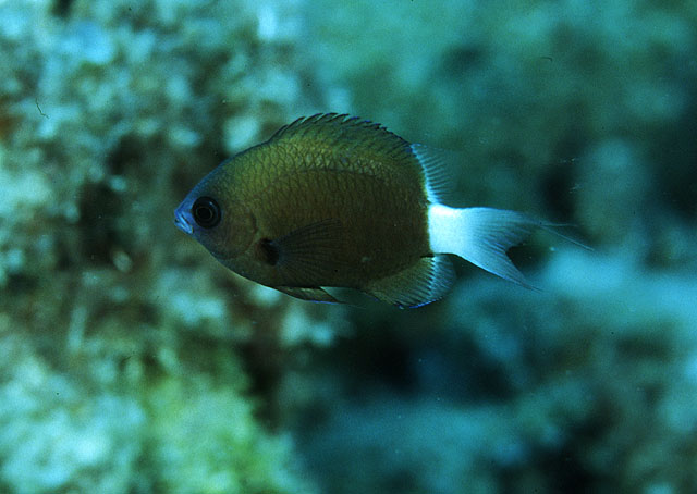 汉氏光鳃鱼(Chromis hanui)