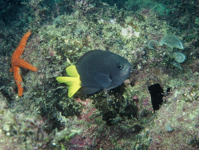 巴西光鳃鱼(Chromis jubauna)