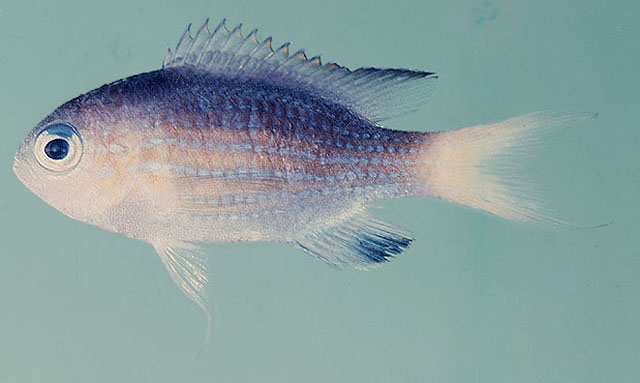 黑尾光缌鱼(Chromis nigrura)
