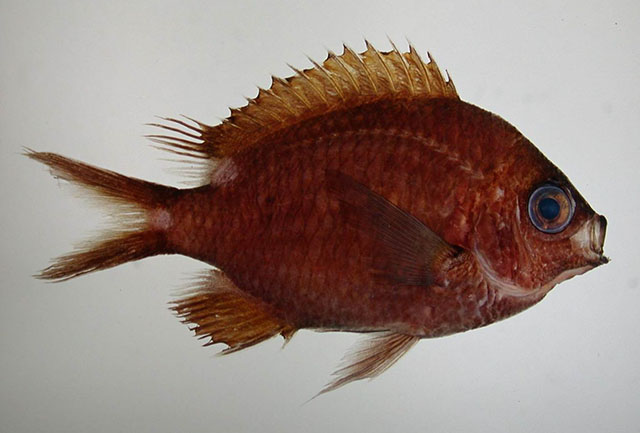 大沼氏光鳃鱼(Chromis onumai)