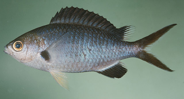 帕氏光鳃鱼(Chromis pamae)